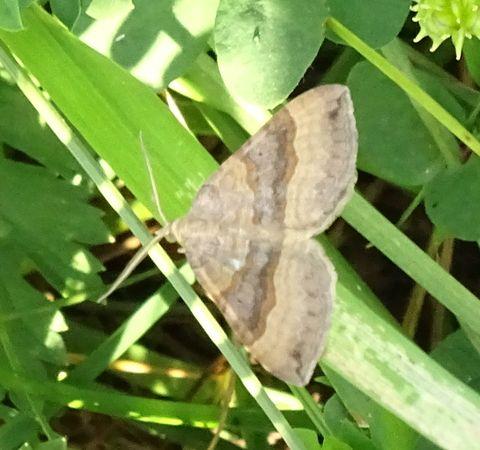 Réf. 234 971 : Scotopteryx chenopodiata